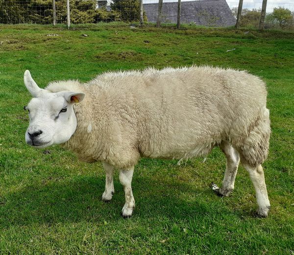Midge the Sheep