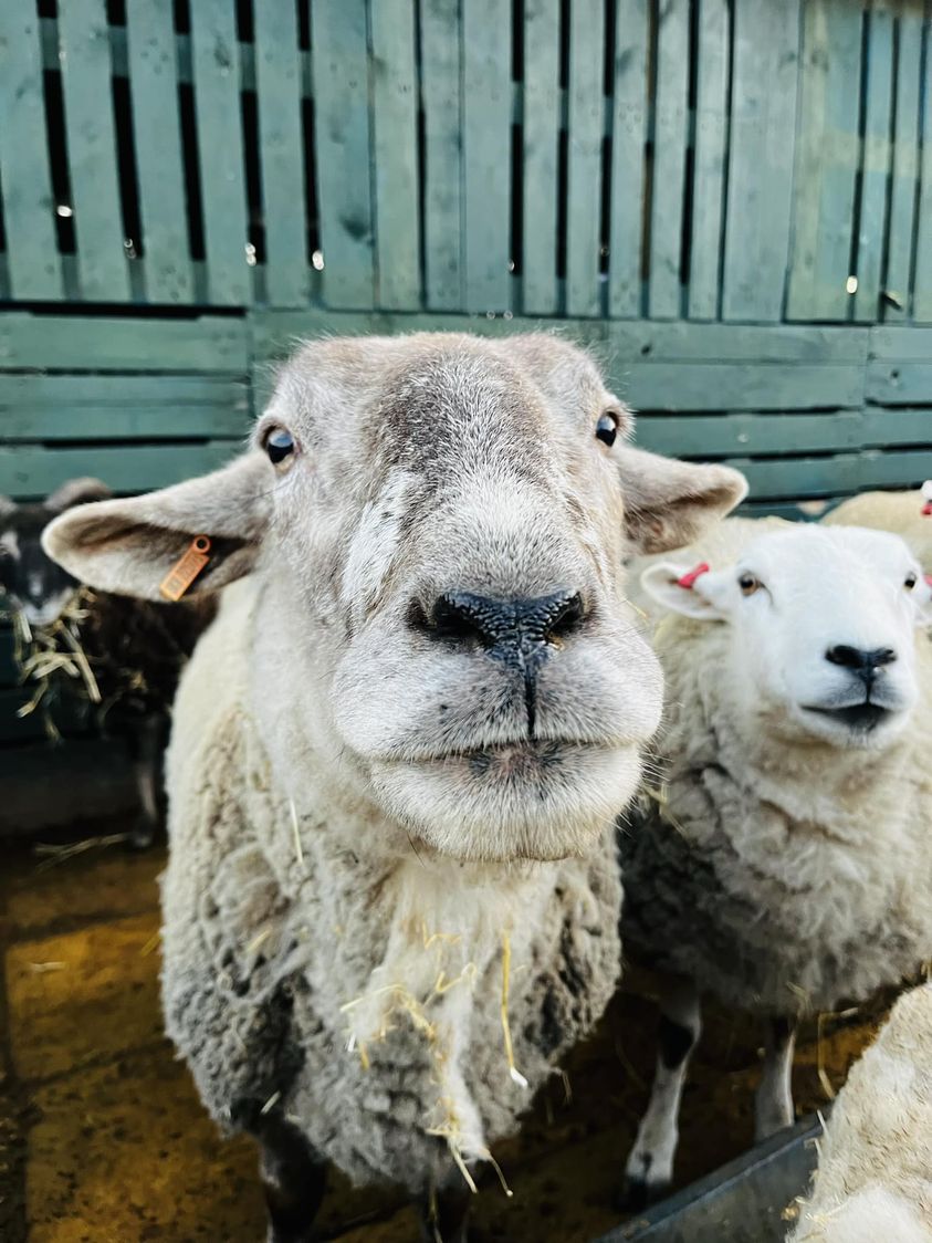 Dexter the rescued sheep